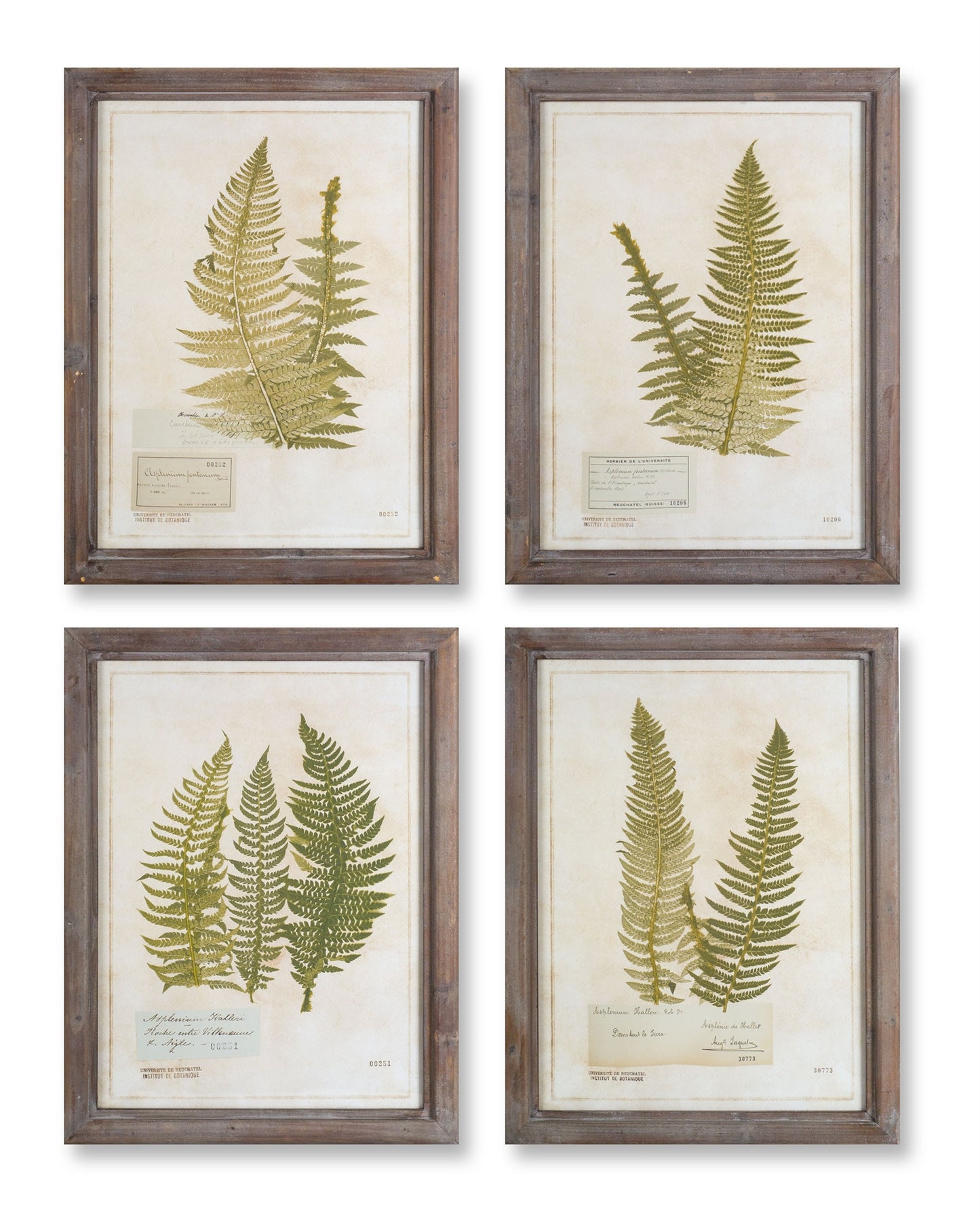 Wood Framed Fern Encyclopedia Prints Under Glass (Set of 4)