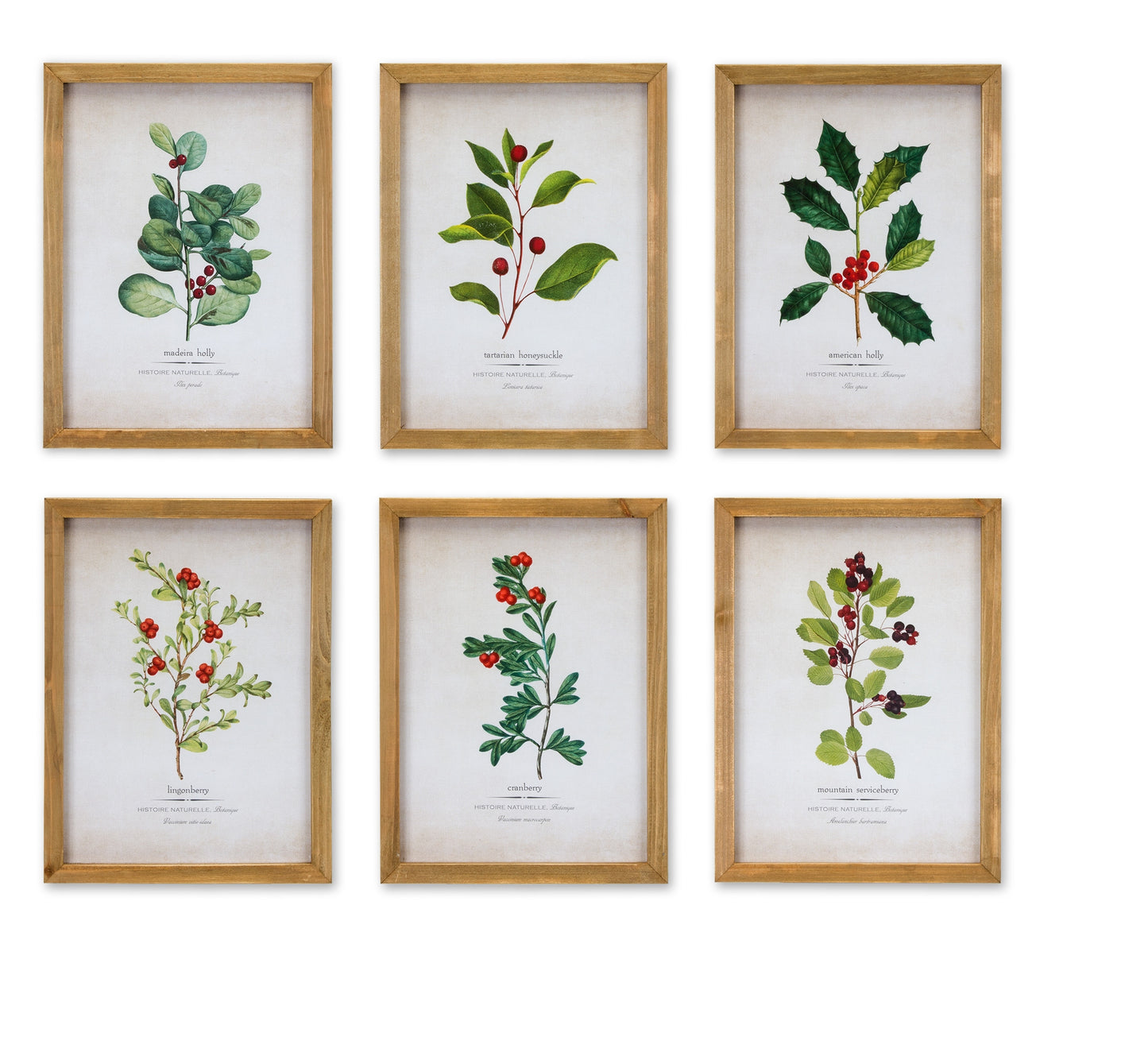 Wood Framed Winter Foliage Encyclopedia Print Under Glass (Set of 6)