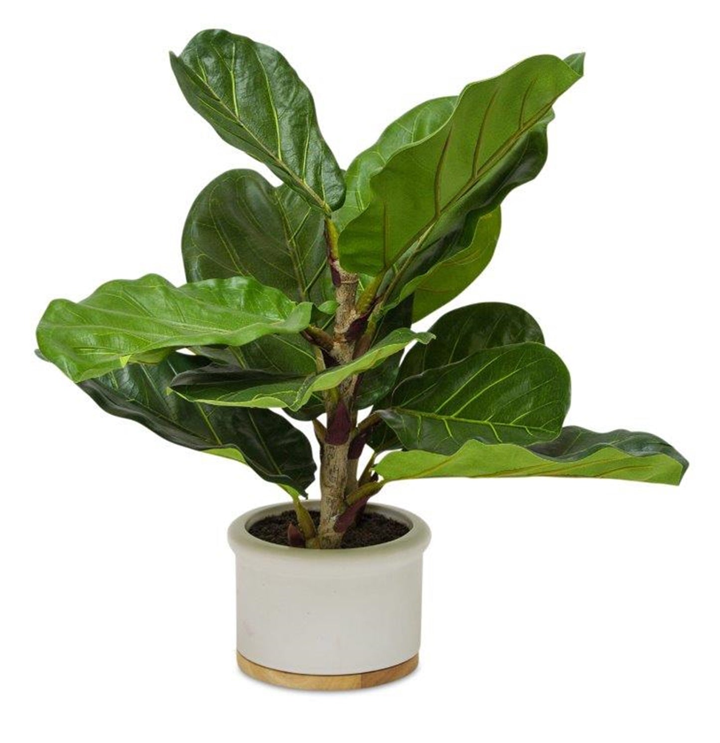 Fiddle Leaf Fig Silk Tree in Ceramic Pot 18"H