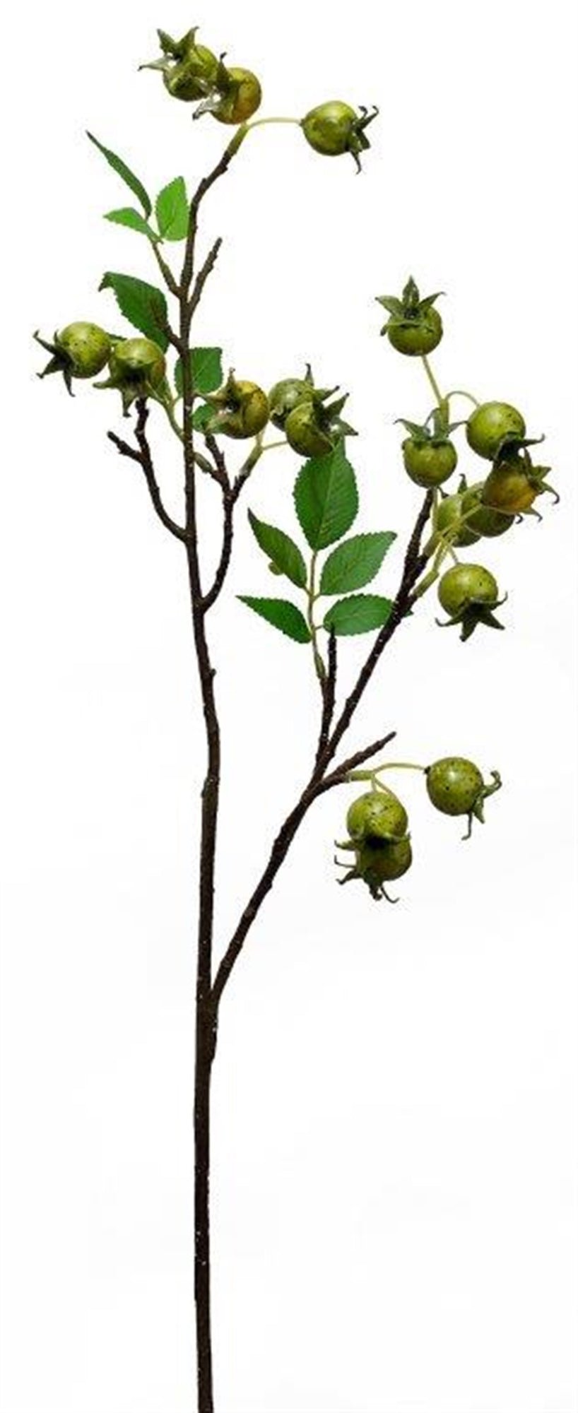 Green Rose Hip Twig Branch (Set of 4)