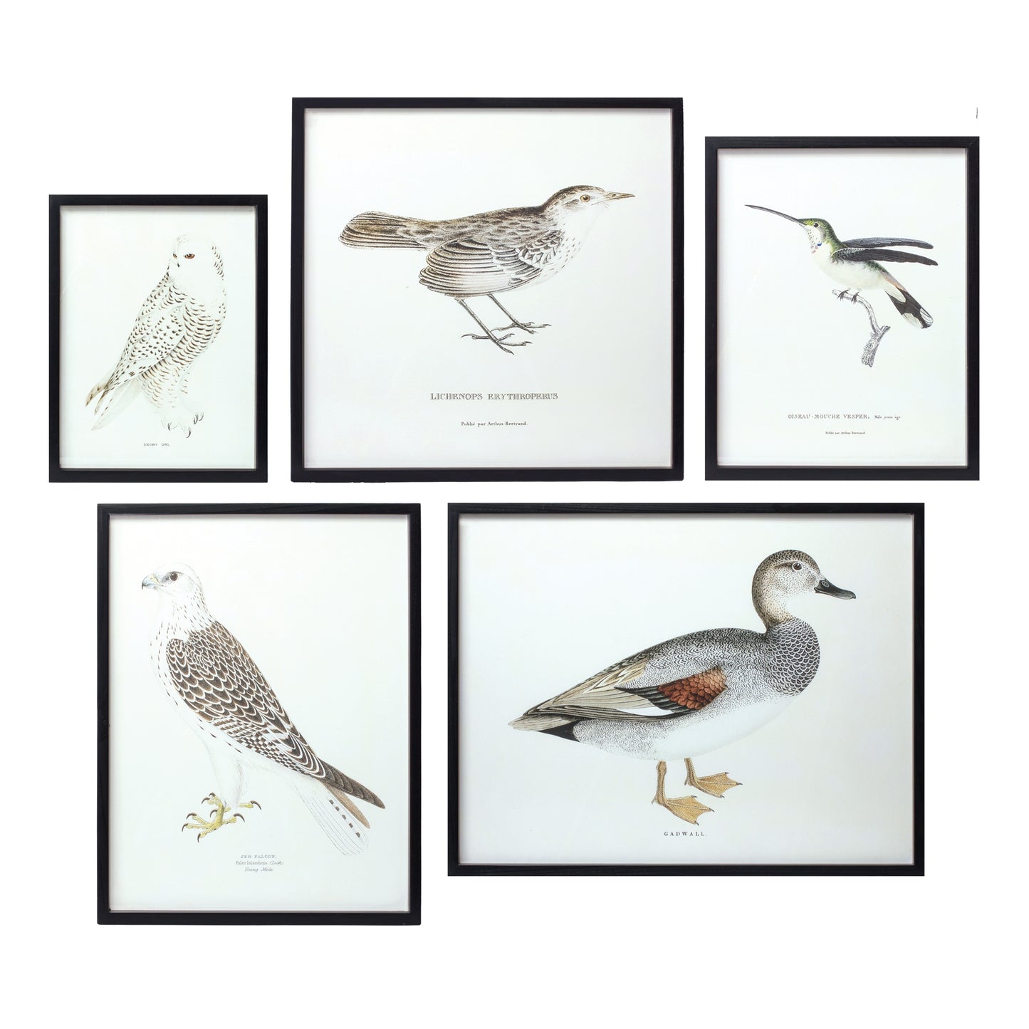 Wood Framed Encyclopedia Bird Print (Set of 5)