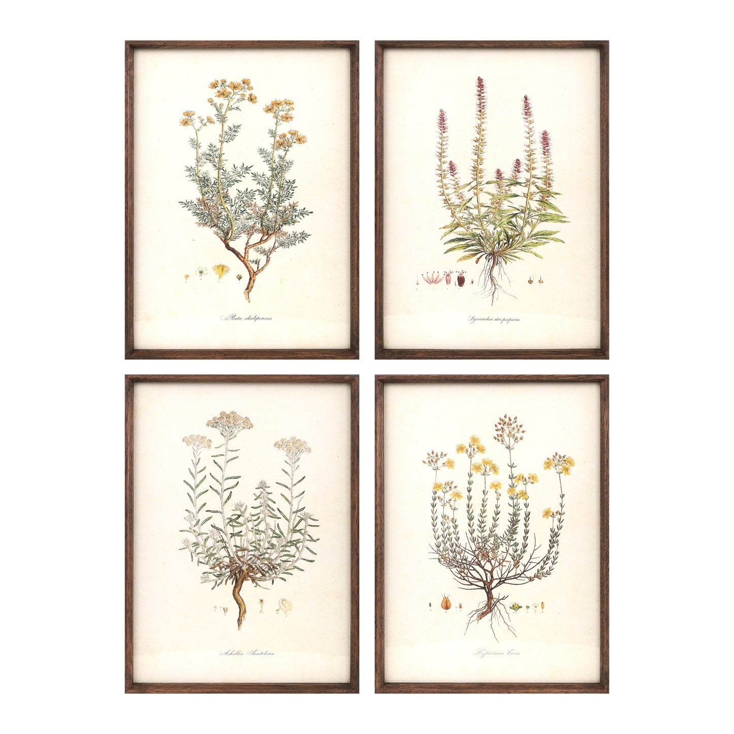 Wood Framed Encyclopedia Floral Print Under Glass (Set of 4)