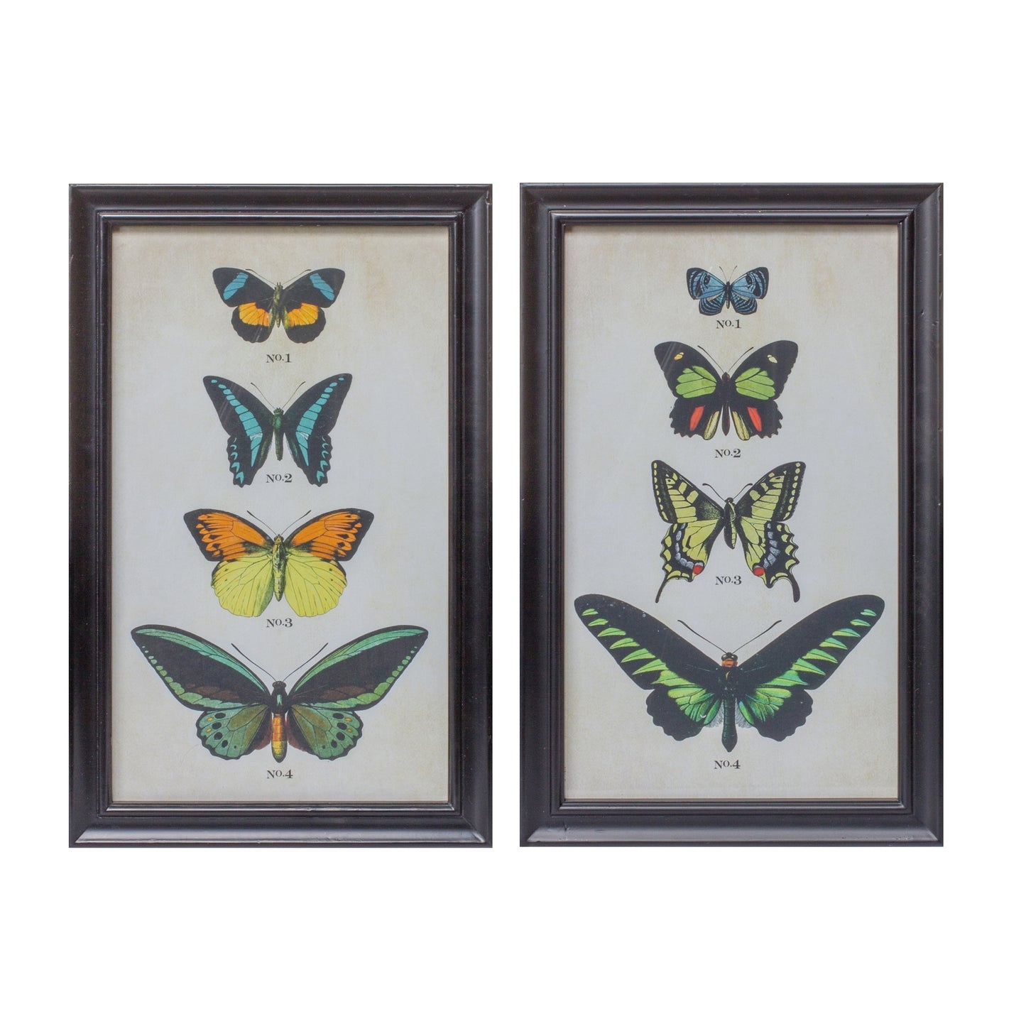 Framed Encyclopedia Butterfly Print Under Glass (Set of 2)